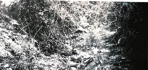 Dead soldiers tangled in wire defences, Gallipoli